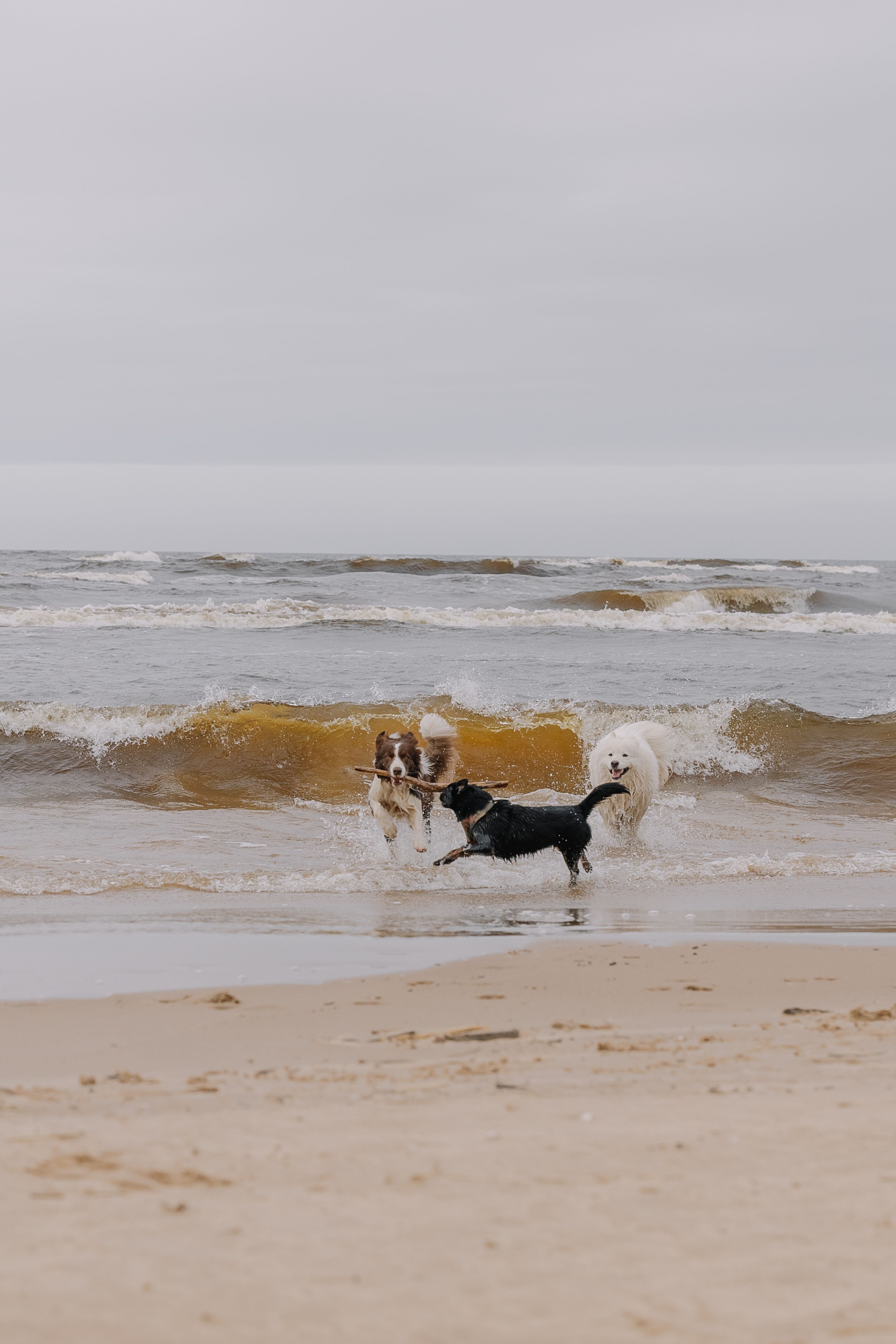 Playful Dogs Enjoying a Day at the Beach · Free Stock Photo