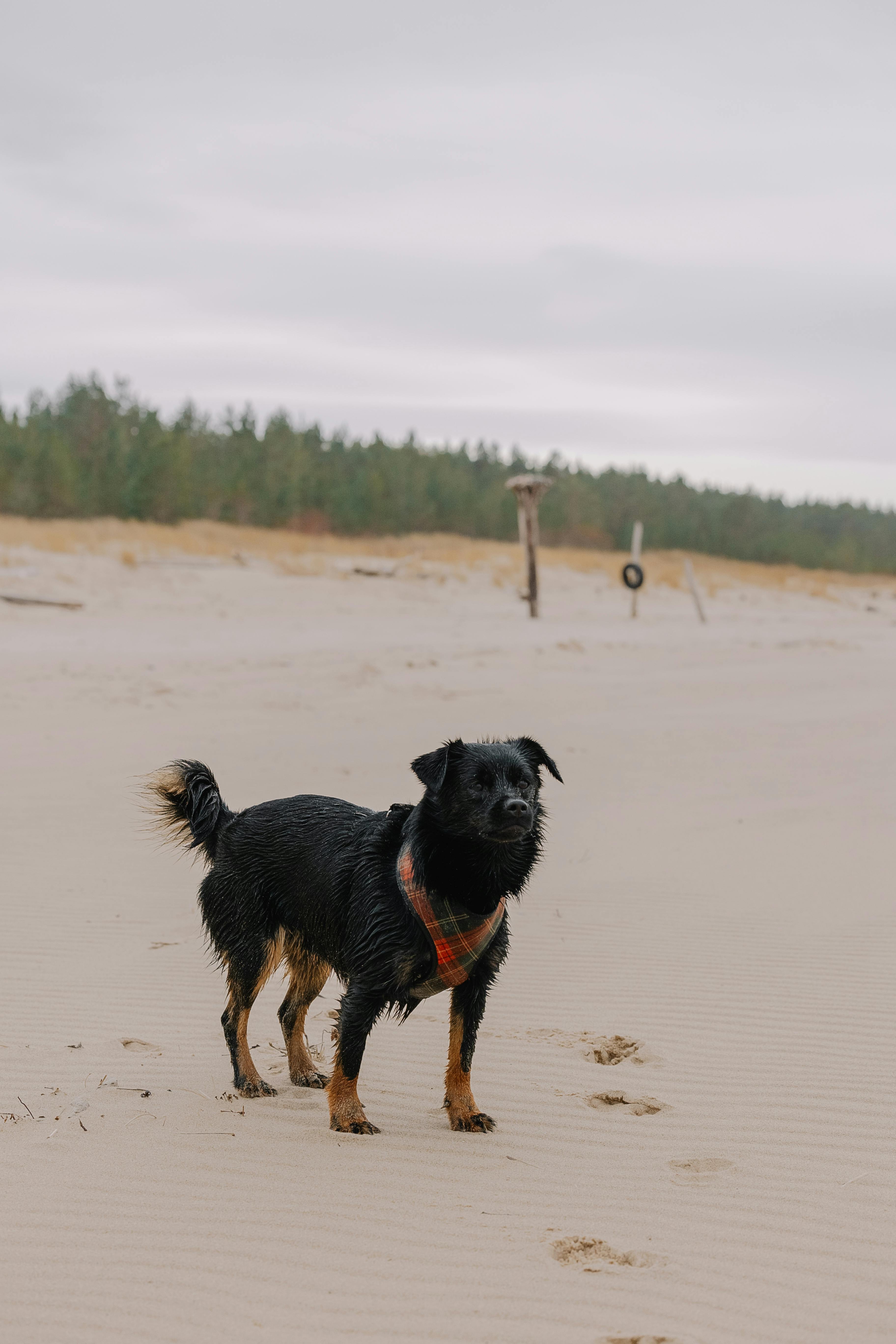 black dog on sandy beach in cloudy weather