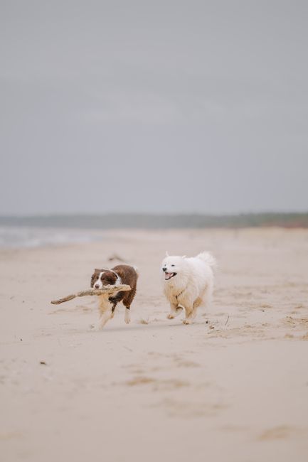 Two dogs, an Australian Shepherd and a Samoyed, running joyfully on a sandy beach.