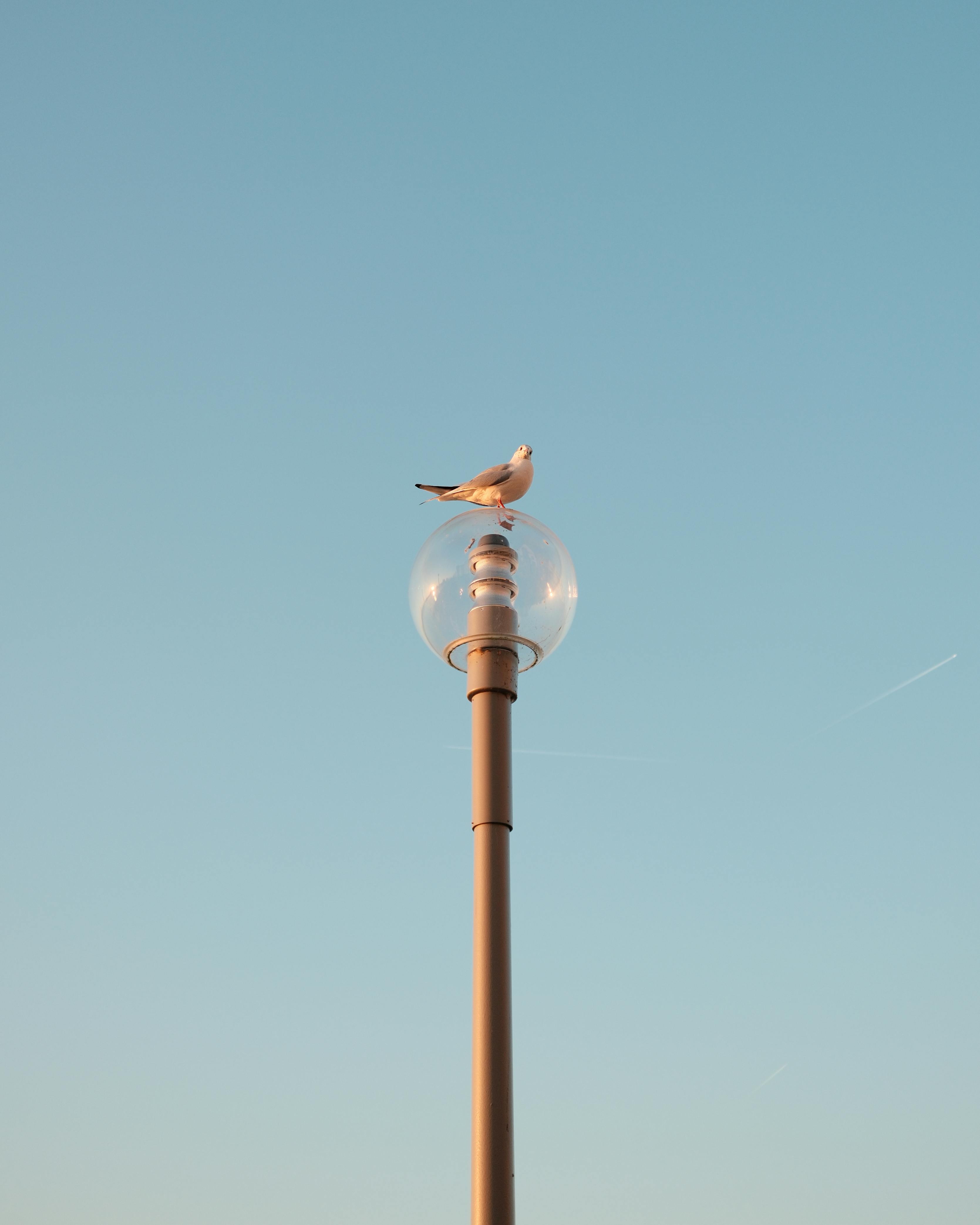 Majestic seagull perched on street lamp with clear blue sky backdrop in Düsseldorf, Germany.