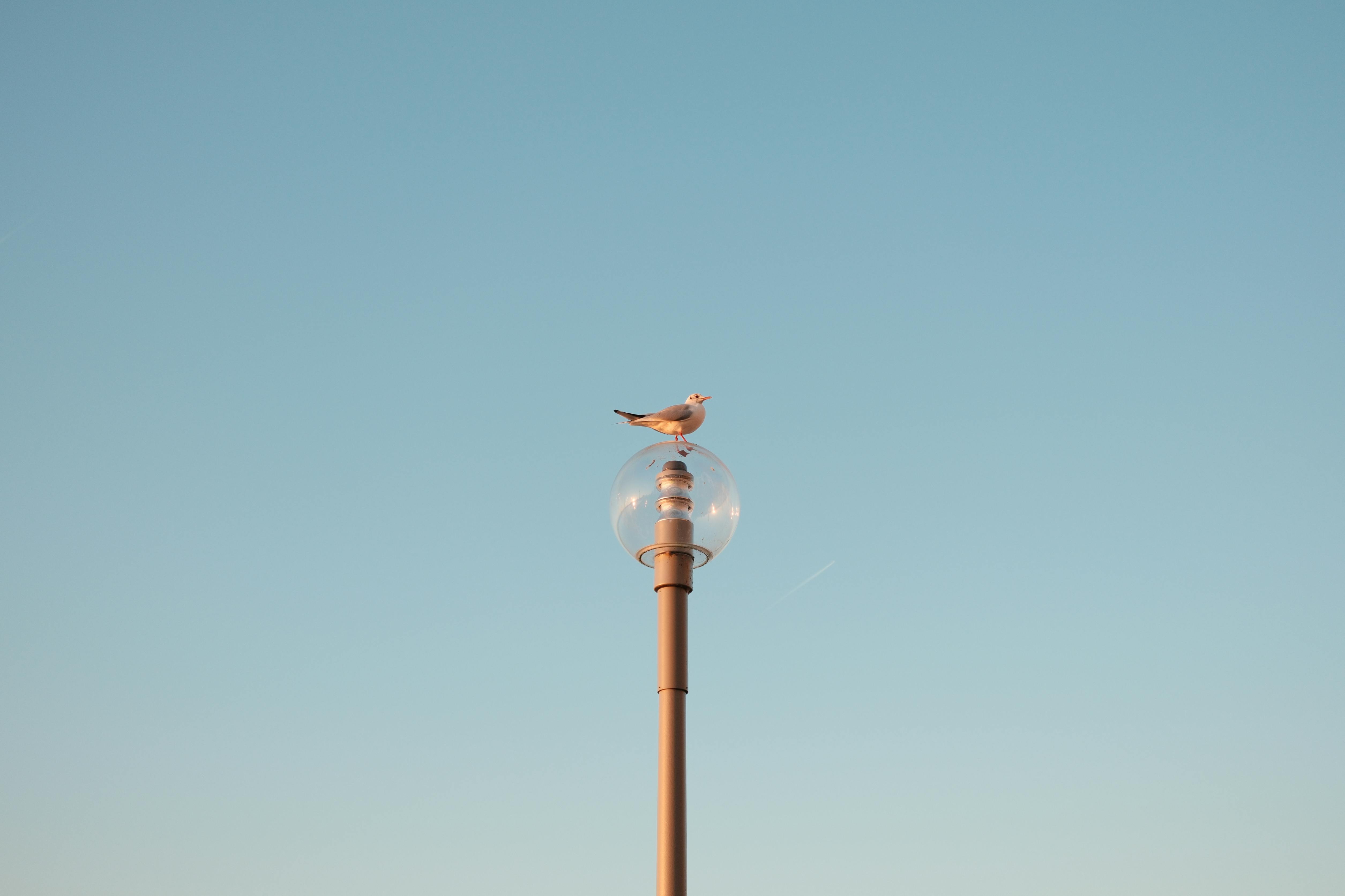免費 一隻孤獨的海鷗棲息在德國杜塞爾多夫湛藍的天空下的現代路燈頂上。 圖庫相片