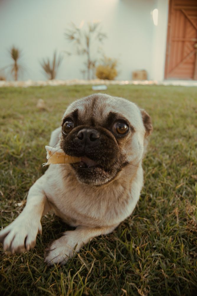 Pug Photos, Download The BEST Free Pug Stock Photos & HD Images