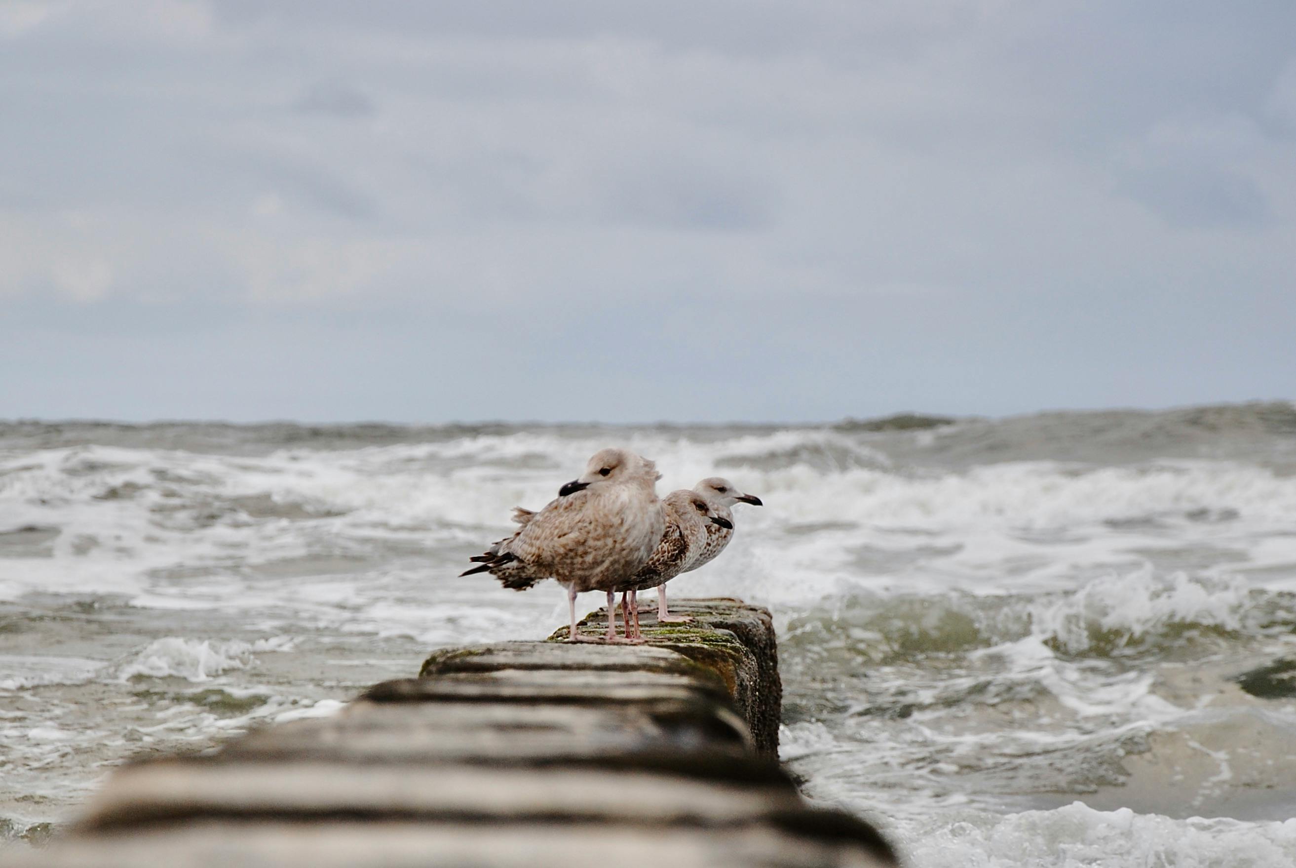 Norderney