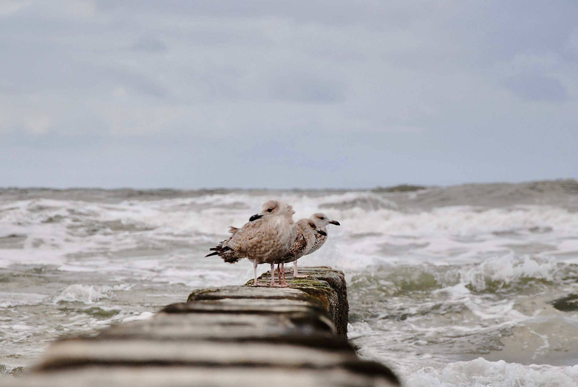 Norderney