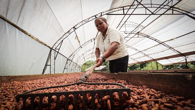 An African farmer carefully dries cocoa beans inside a greenhouse, showcasing traditional farming methods.