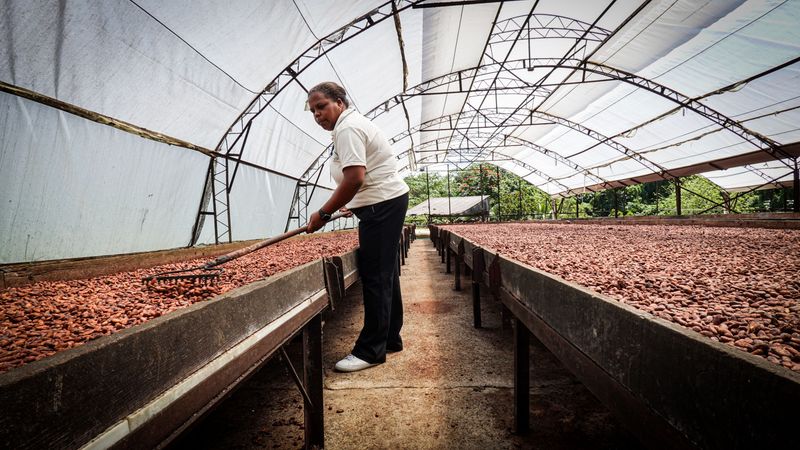 Secado artesanal de granos de cacao en República Dominicana