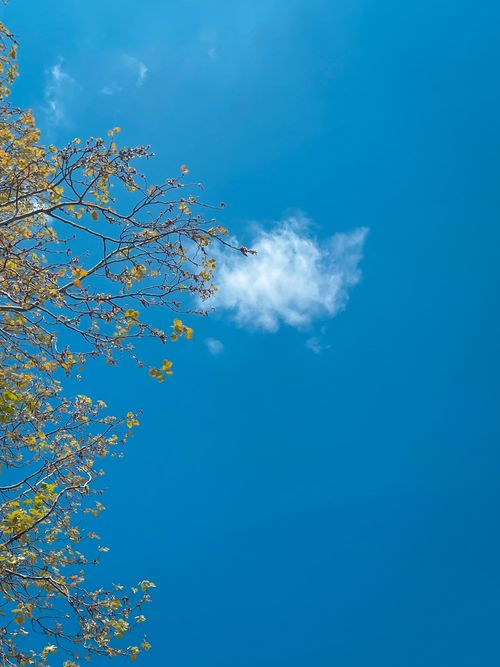 Free Captivating view of a clear blue sky with a single cloud and detailed tree branches. Stock Photo