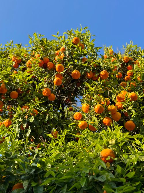 Free Lush orange tree with ripe fruits against a clear blue sky. Perfect depiction of summer's bounty. Stock Photo