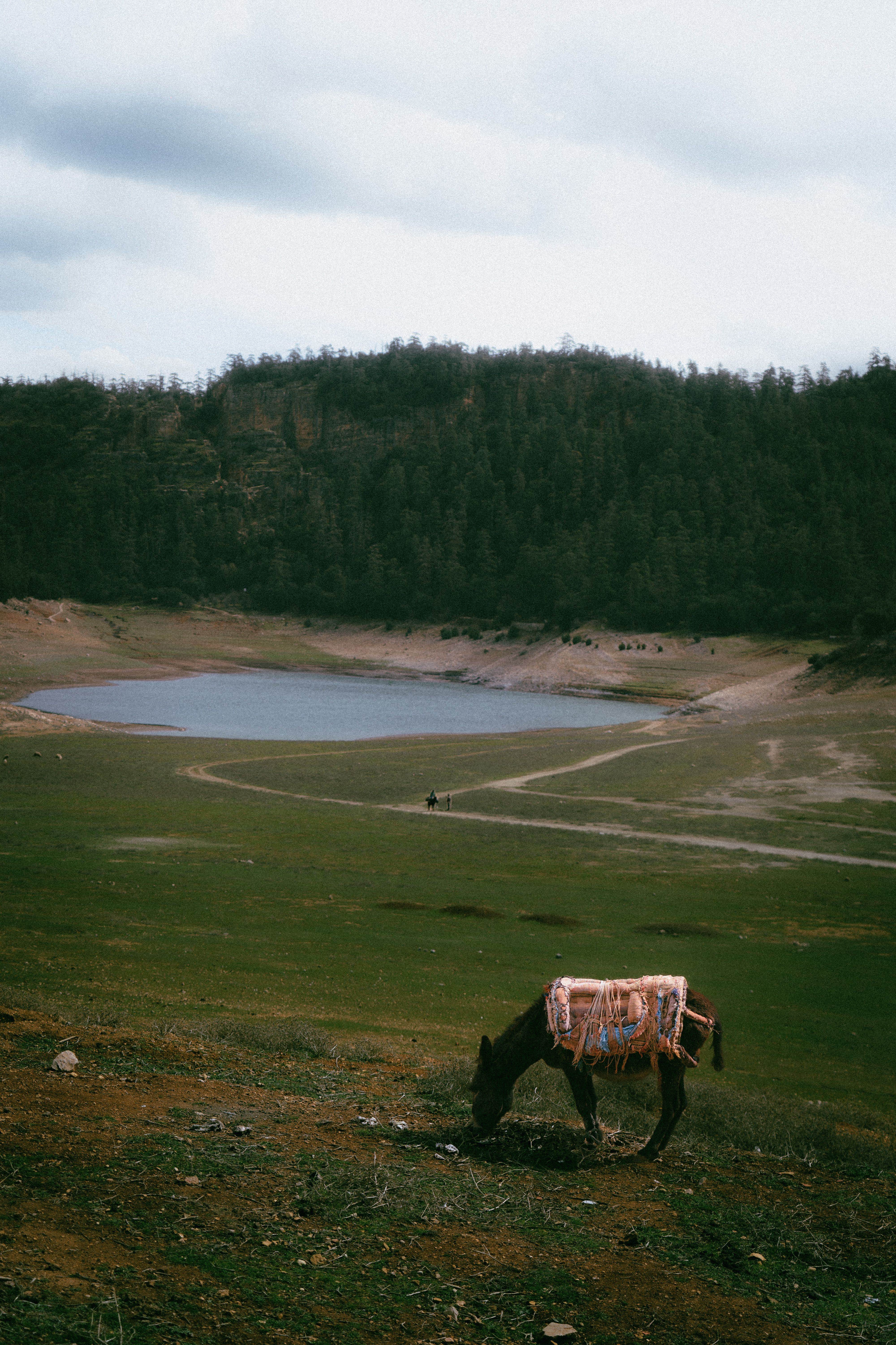 A tranquil scene of a donkey grazing by a serene lake in Béni Mellal-Khenifra, Morocco.