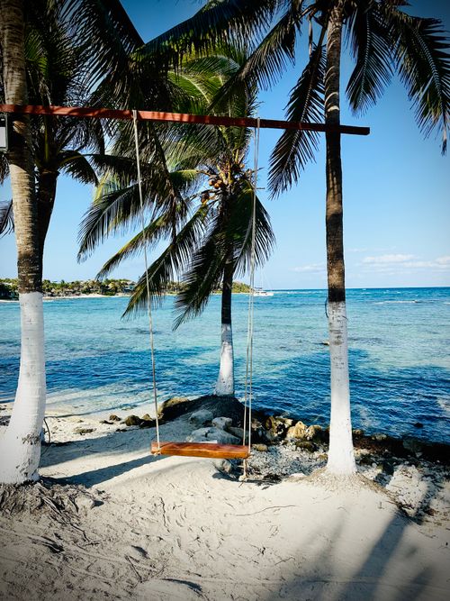 Free A serene beach scene with a swing hanging from palm trees by the ocean. Stock Photo