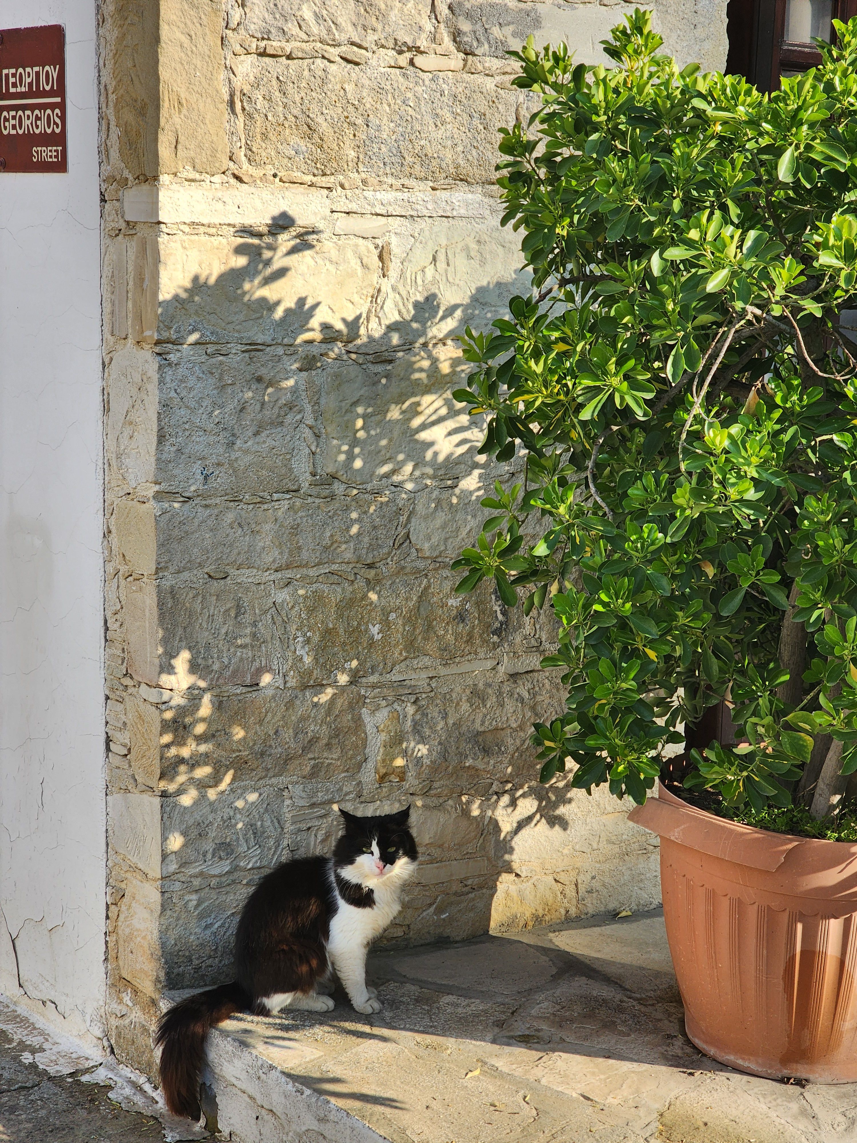 Black and White Cat on Sunny Stone Street · Free Stock Photo