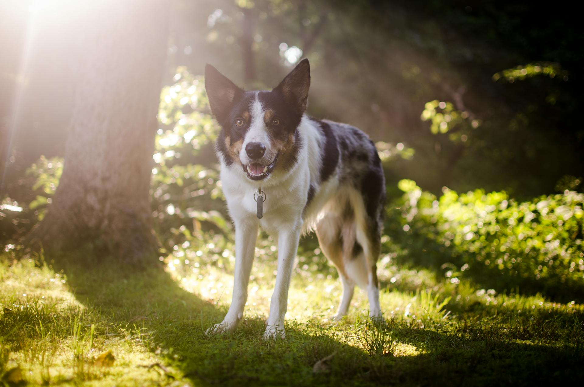 Photo Of A Dog