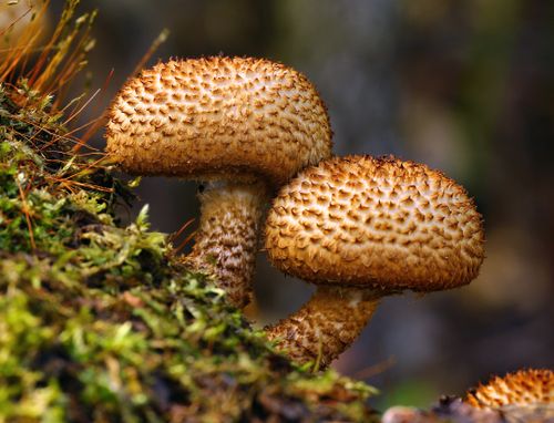 Free Detailed view of two brown spotted mushrooms surrounded by moss in a lush forest setting. Stock Photo