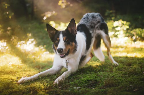 草の上の犬の写真