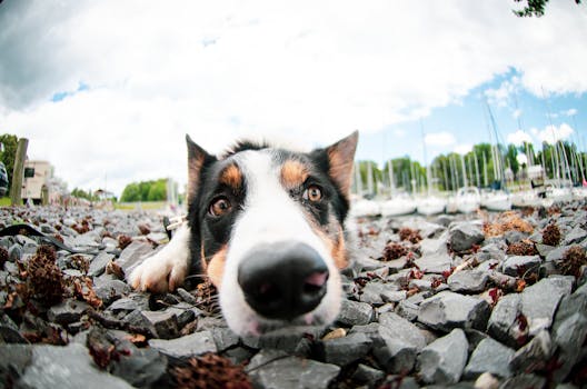 广角镜头下，一只顽皮的边境牧羊犬正躺在船只附近的岩石地上，享受着阳光明媚的一天