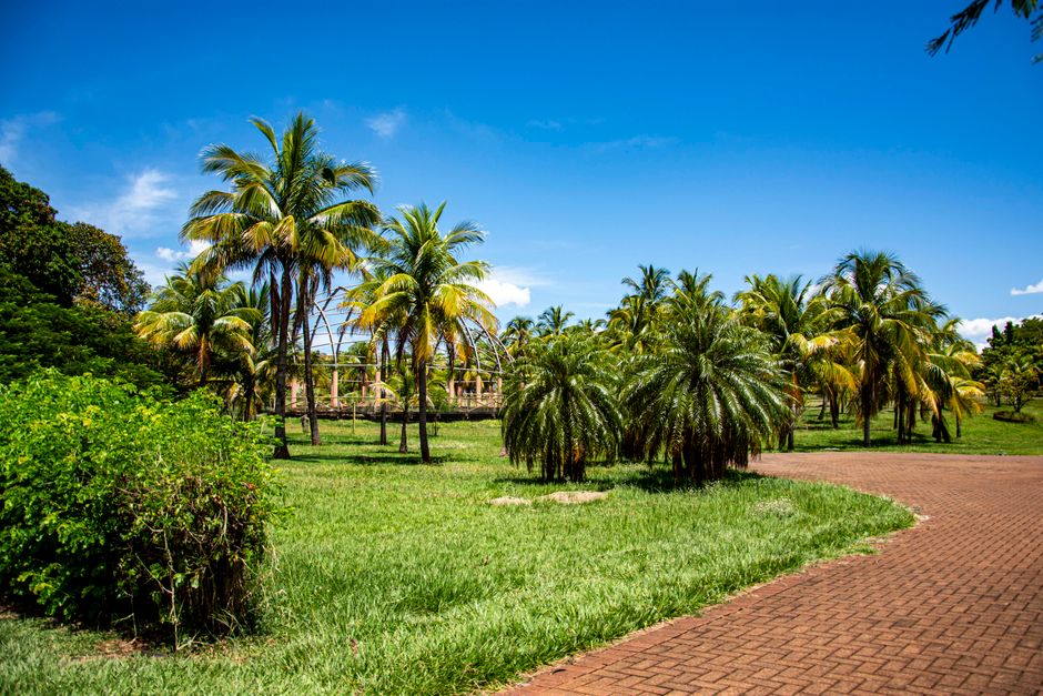 Lush palm trees on a sunny day in Primeiro de Maio, Brazil.