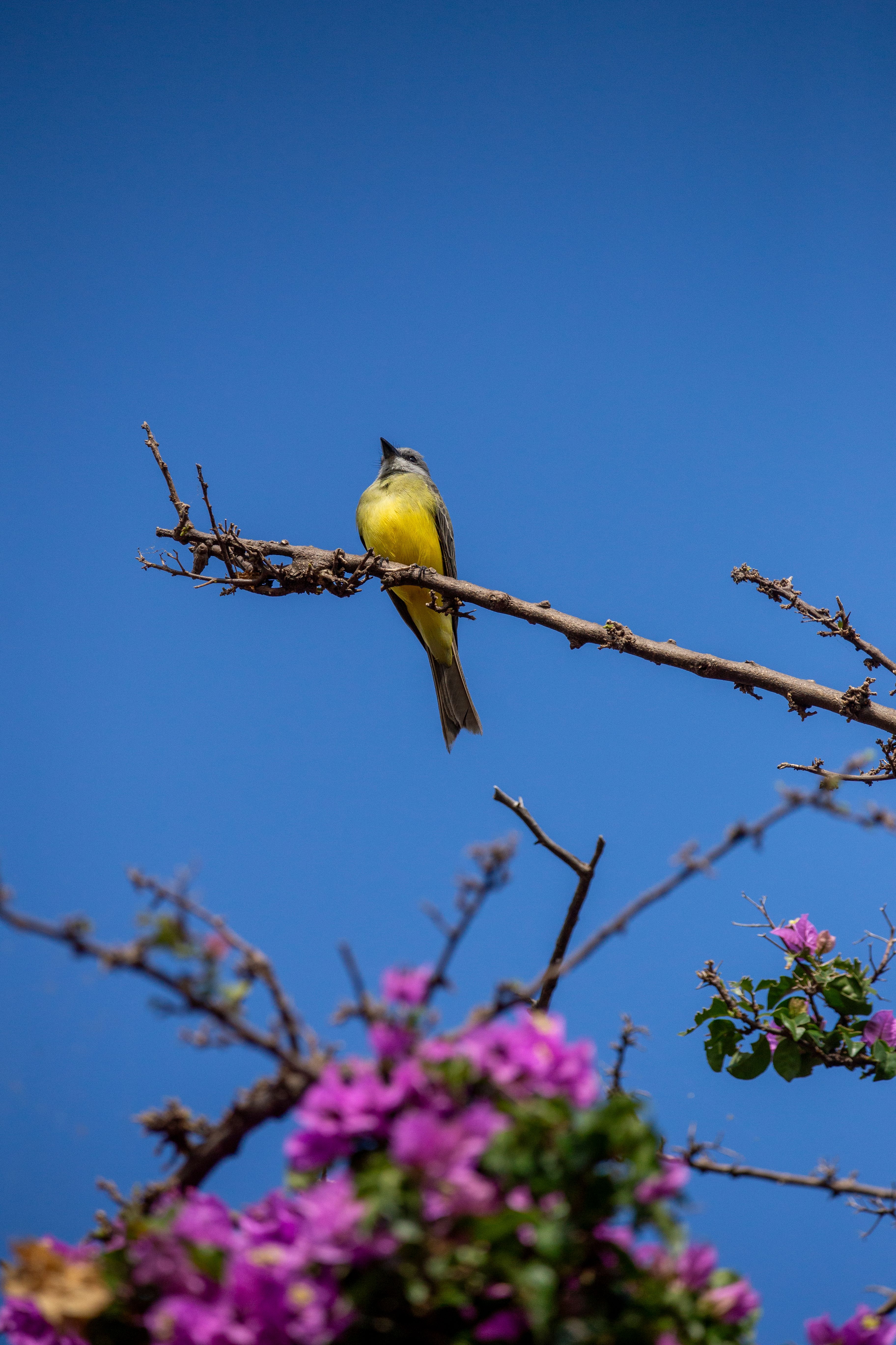 Yellow Bird Perched on Branch with Blue Sky · Free Stock Photo