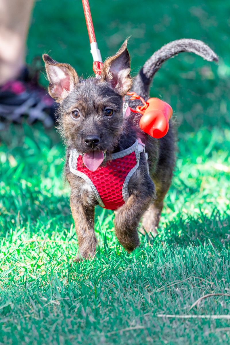 Kırmızı göğüs tasmasıyla çimende oynayan yavru köpek