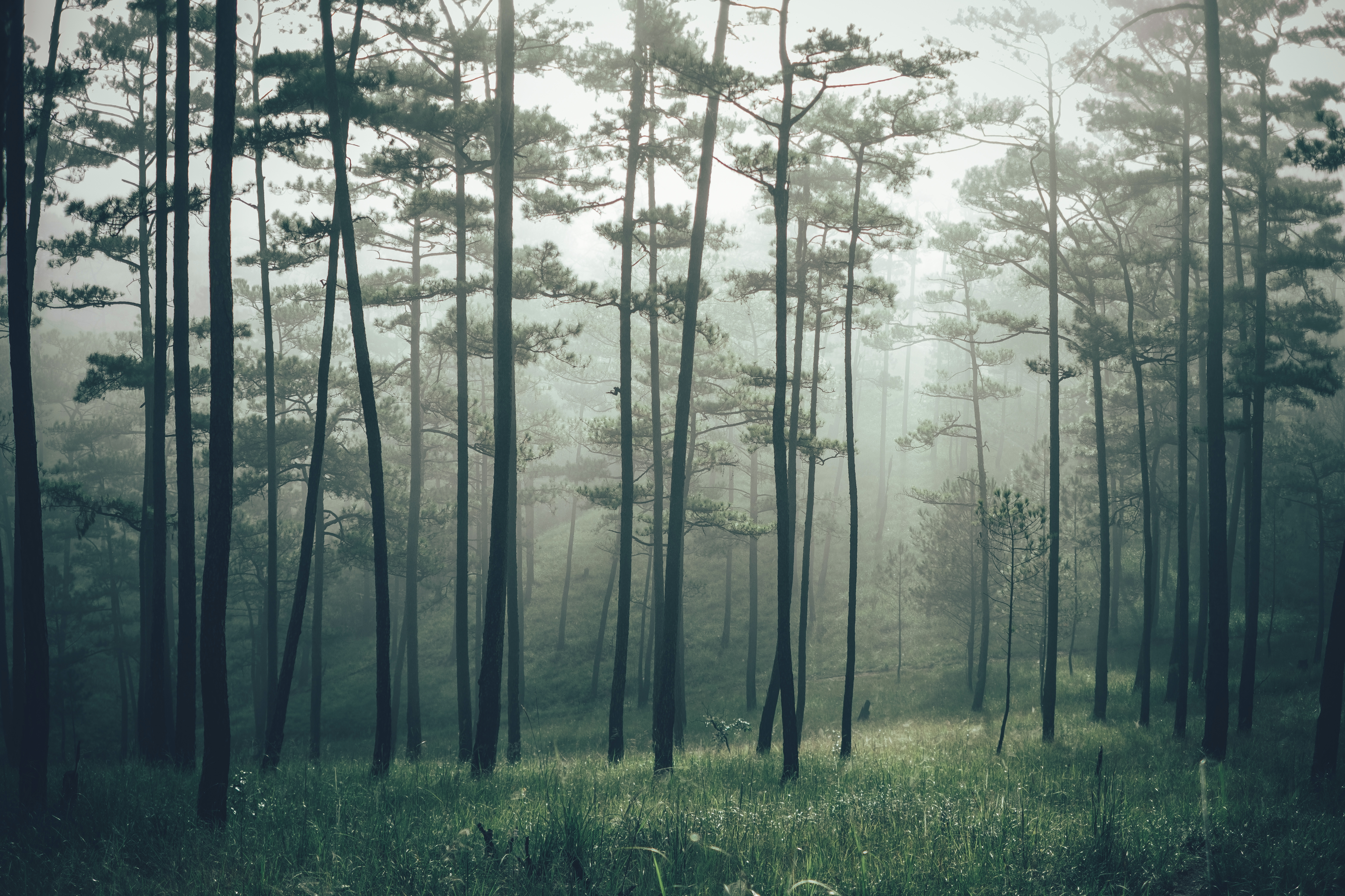Serene misty pine forest in Đà Lạt, Vietnam, capturing nature's tranquility and beauty.