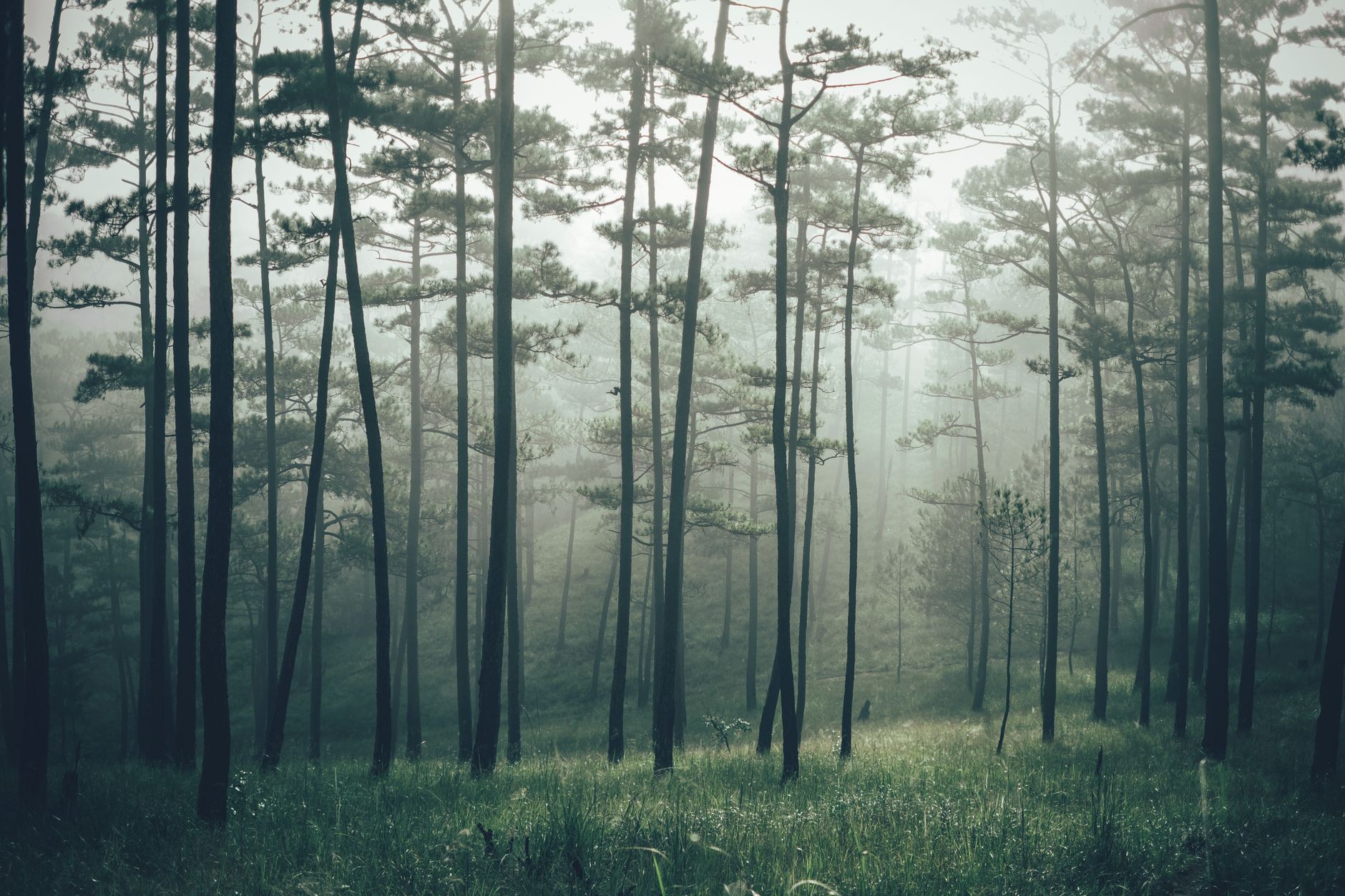 Serene misty pine forest in Đà Lạt, Vietnam, capturing nature's tranquility and beauty.
