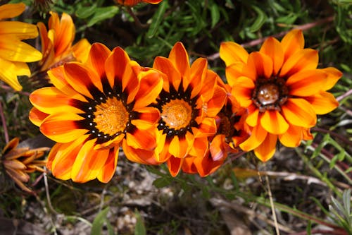 フラワーズ, 太陽の花の無料の写真素材