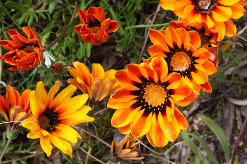 オレンジの花, 太陽の花, 花を閉じるの無料の写真素材