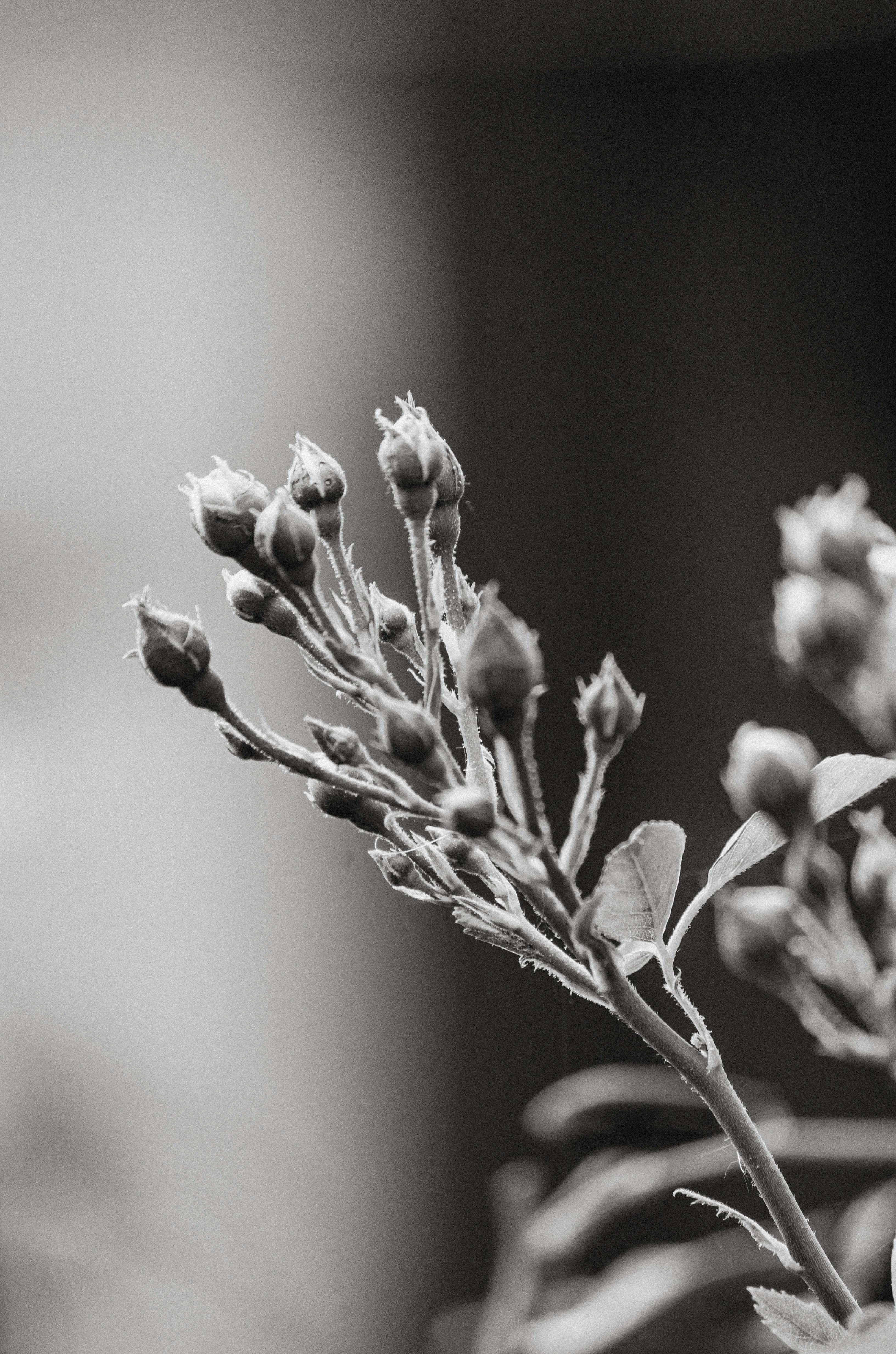 Black and white photo of elegant rose buds capturing nature's raw beauty.