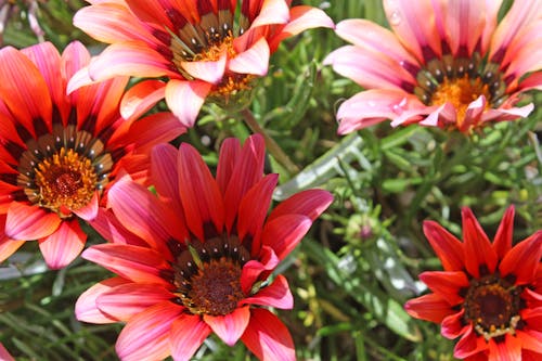 ピンクの花, 野生の花の無料の写真素材