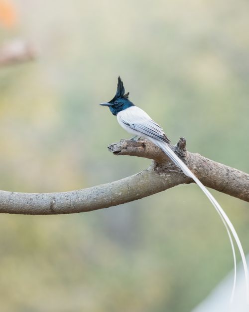 Free Stunning Asian Paradise Flycatcher with long tail perched gracefully on branch. Stock Photo