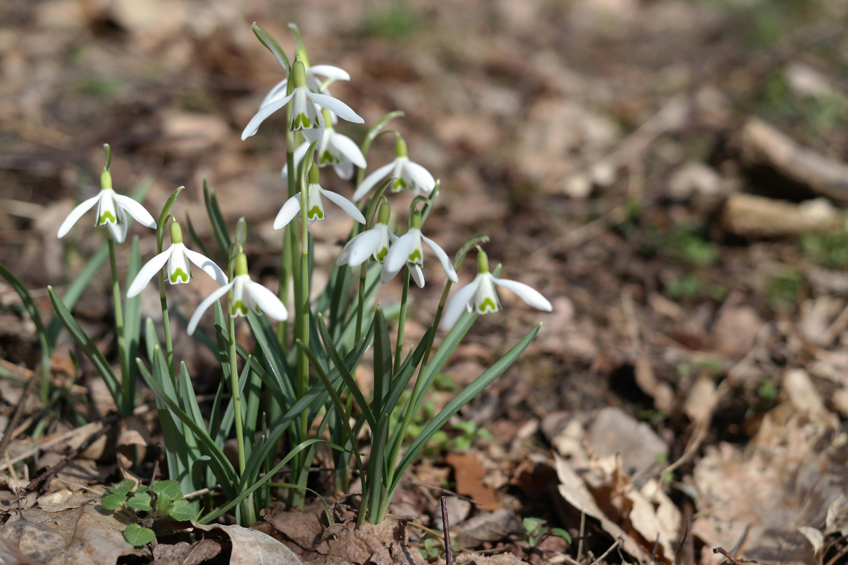 Snowdrop Woodland — Tardebigge
