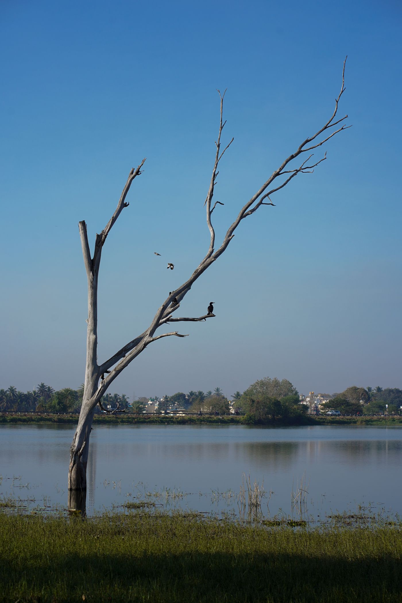 Cormorants on a bare tree over a South Indian lake — representative image