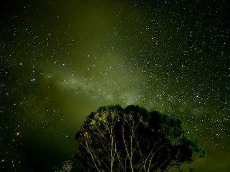 Beautiful night sky over a tree in Adelaide, showcasing the Milky Way galaxy with bright stars.