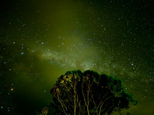 Free Beautiful night sky over a tree in Adelaide, showcasing the Milky Way galaxy with bright stars. Stock Photo