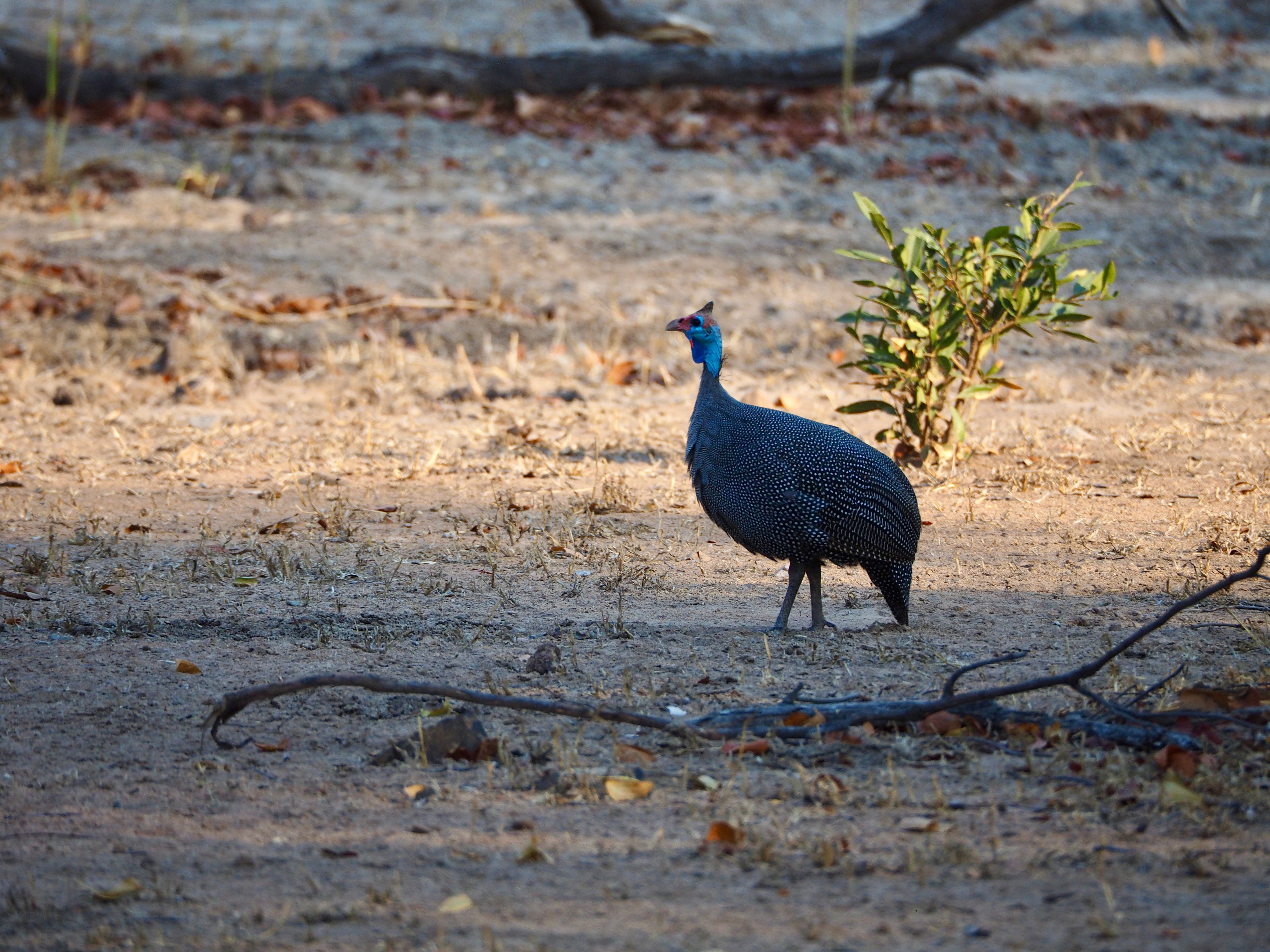 A helmeted guinea fowl stands on dry ground in its natural habitat.