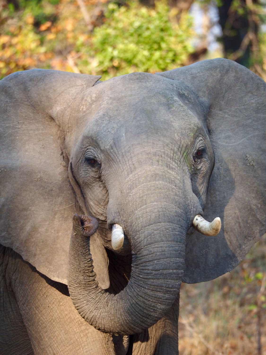 Close-up Portrait of African Elephant in Nature · Free Stock Photo