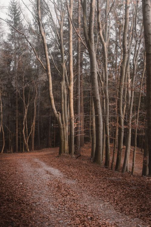 Free A tranquil forest path covered with autumn leaves, perfect for nature relaxation and peaceful walks. Stock Photo