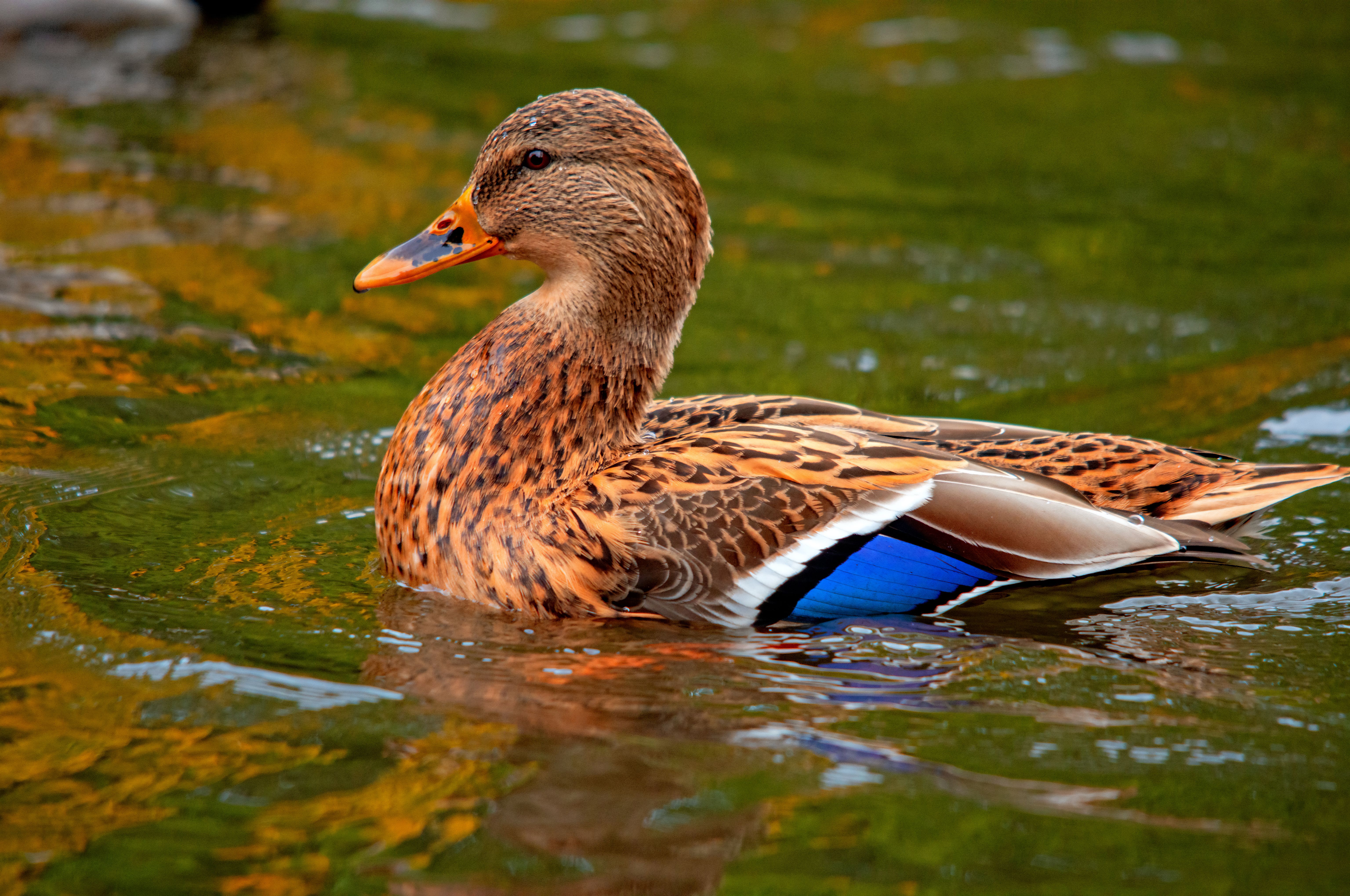 Blue And Green Color Palatte Photos, Download The BEST Free Blue And ...