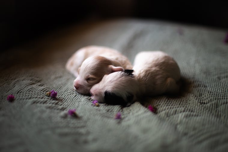 Two cute newborn puppies sleeping on a soft blanket surrounded by small flowers.