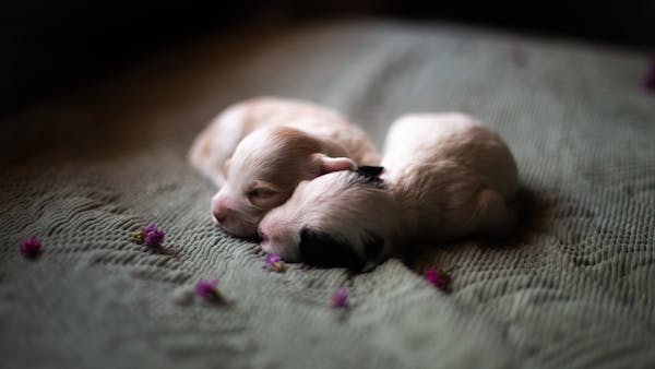 Two cute newborn puppies sleeping on a soft blanket surrounded by small flowers.