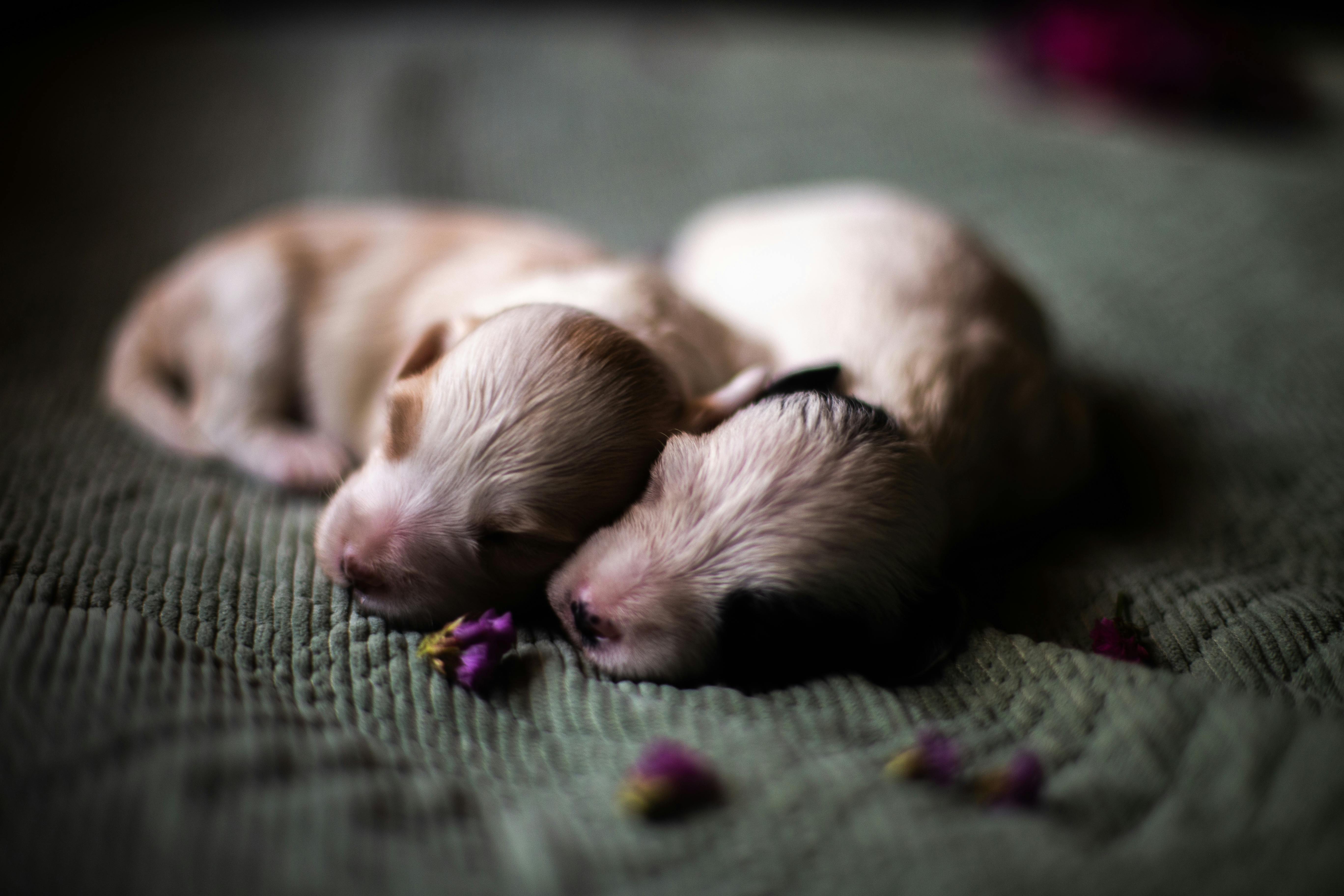 Two newborn puppies sleeping on a soft fabric, capturing a serene and cozy moment.