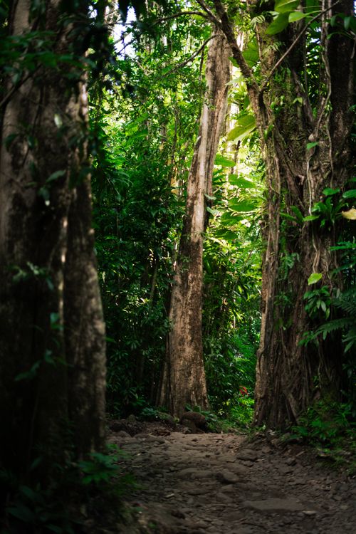 Free Serene jungle path surrounded by lush greenery and towering trees, ideal for nature exploration. Stock Photo