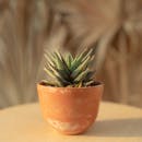 陶土锅中多肉的宏观镜头，背景模糊