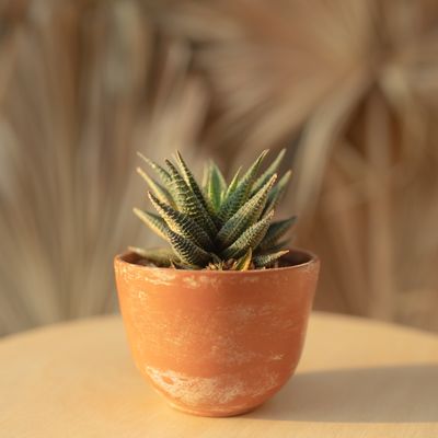 A small aloe in a weathered terracotta pot &mdash; photo by Nugroho Wahyu on Pexels