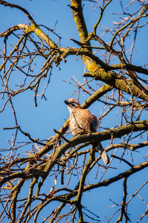 Free A Jay bird perched on bare branches of a tree against a clear blue sky, showcasing nature's raw beauty. Stock Photo