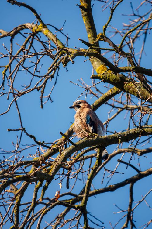 Free Eurasian Jay perched on a bare tree branch against a clear blue sky Stock Photo