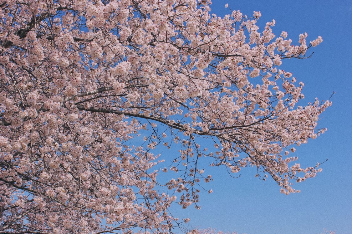 Cherry Blossom Tree against Blue Sky in Japan · Free Stock Photo