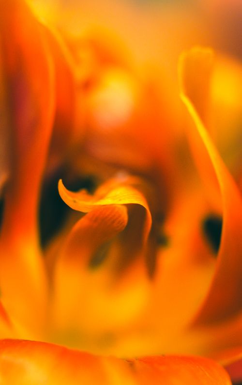 Free Vibrant close-up of orange petals with a soft, abstract focus. Stock Photo