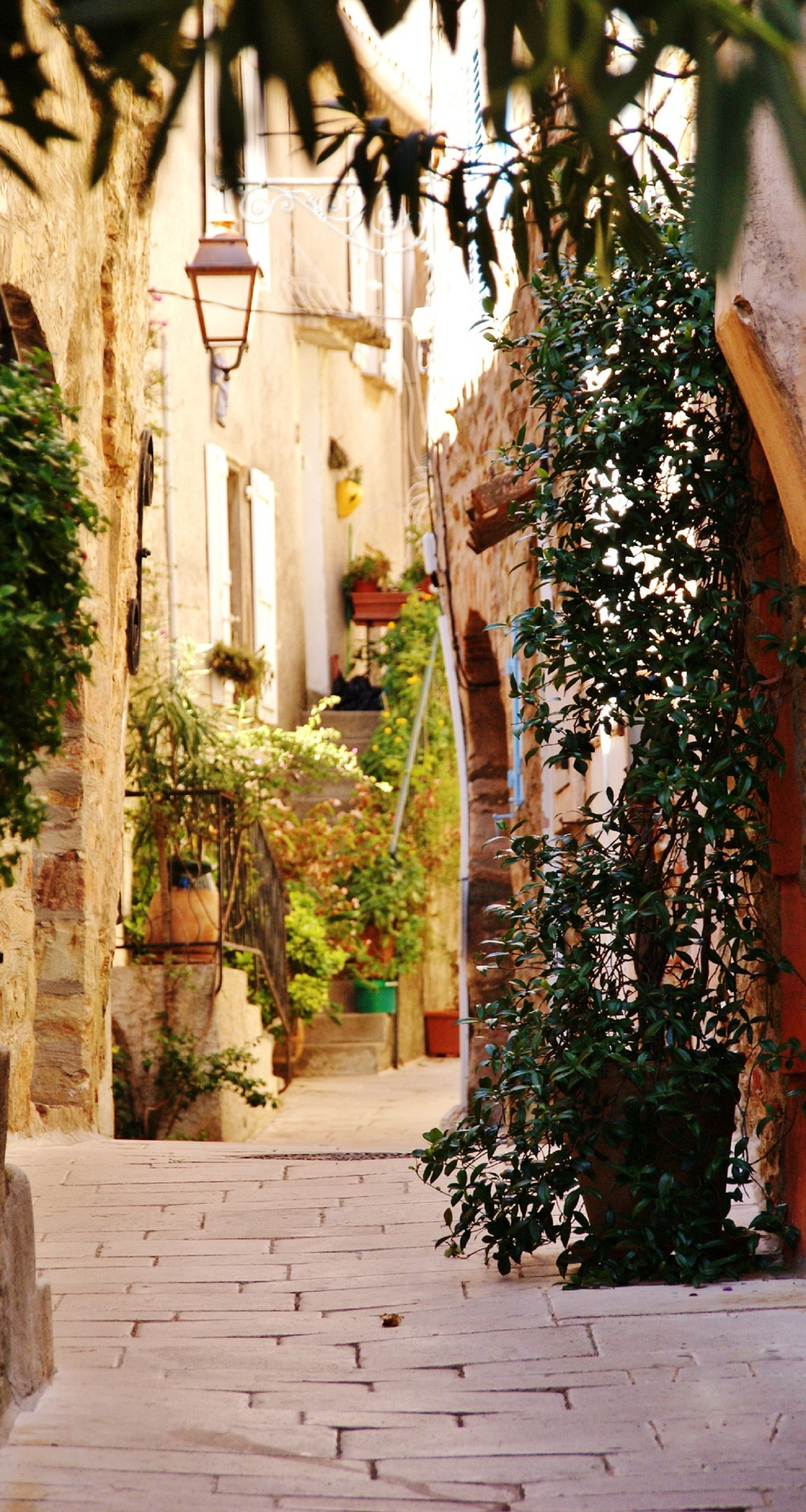 Explore the picturesque and historic streets of Gassin, Provence, lined with lush greenery and rustic charm.
