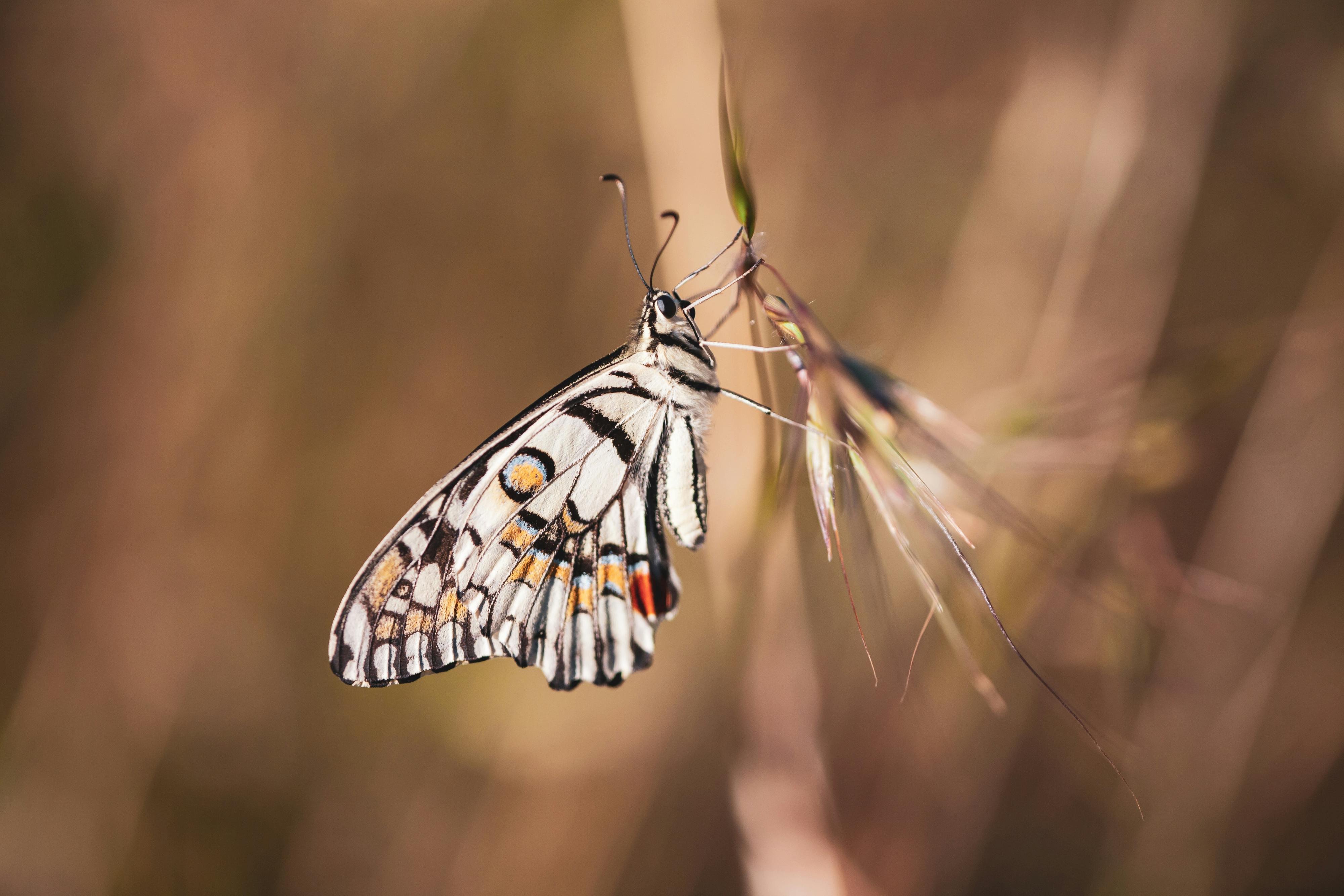 A butterfly with vibrant patterns rests delicately on a grass stem, showcasing natural beauty.