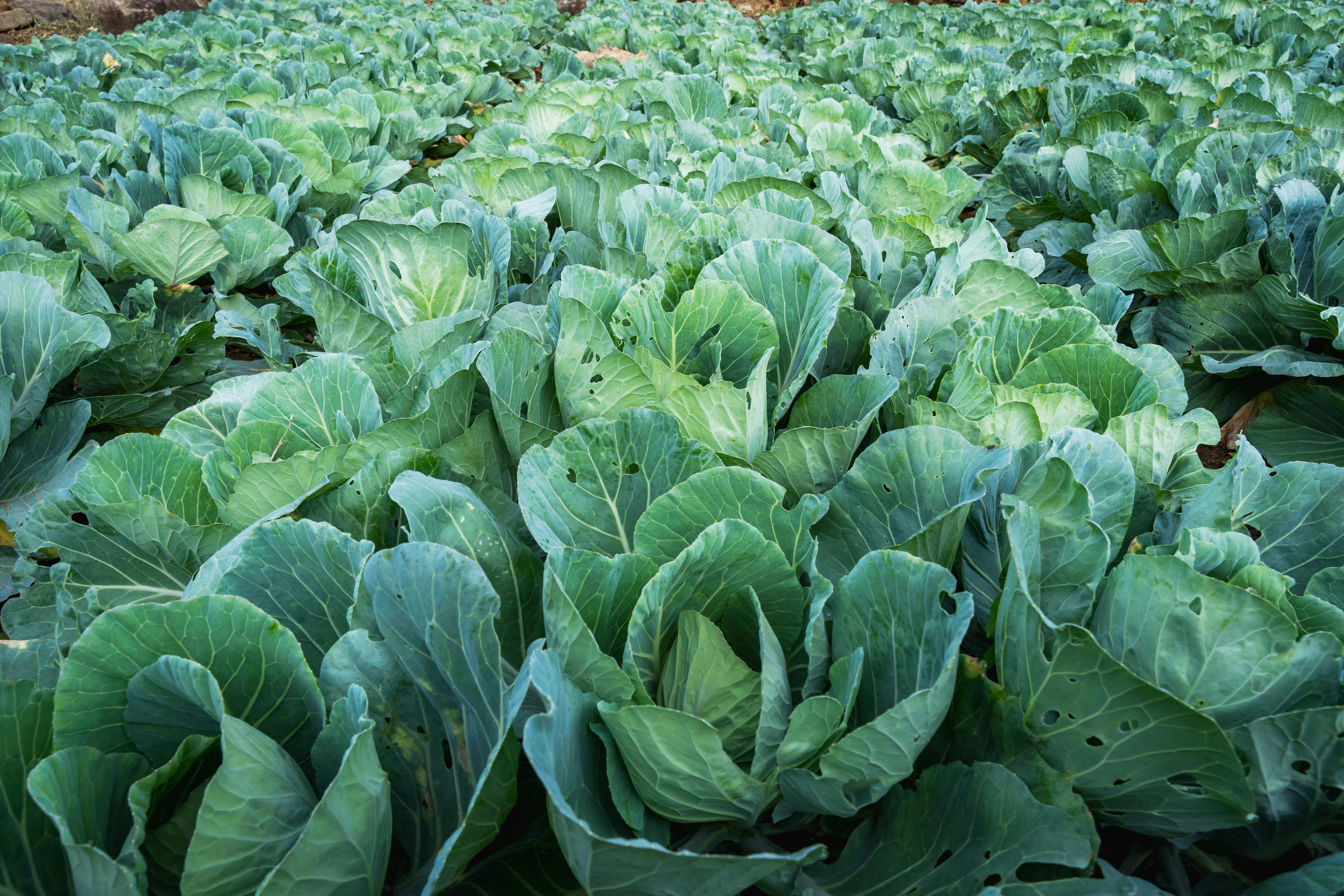 Ilex paraguariensis: Características Botánicas y Requerimientos de Cultivo